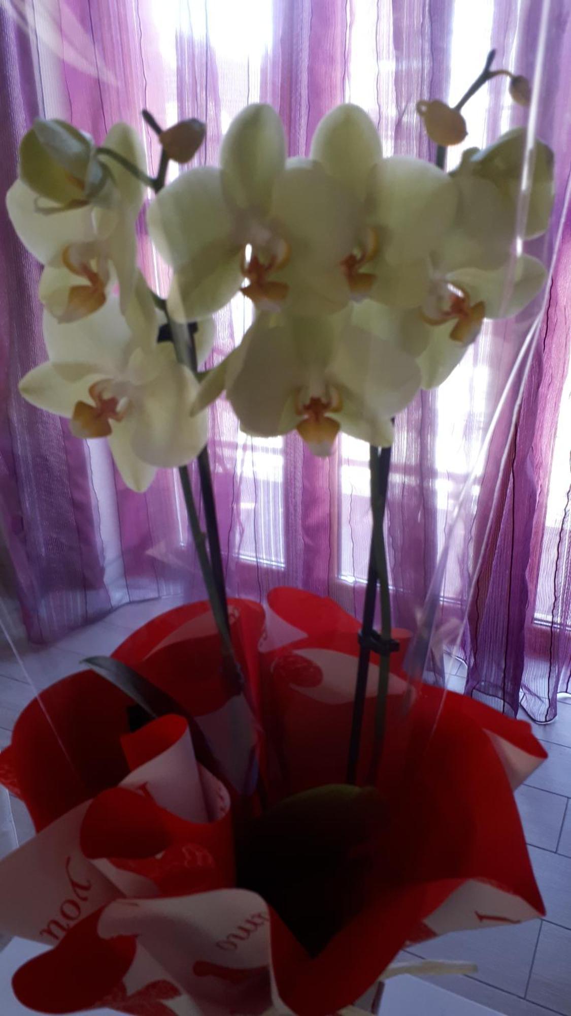 Casa Delle Orchidee Hotel Alba  Room photo